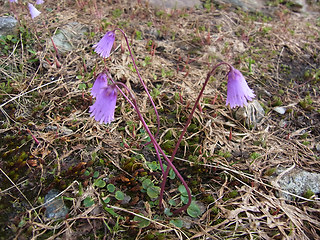 Soldanella pusilla