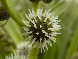 Sparganium erectum