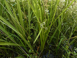 Sparganium erectum