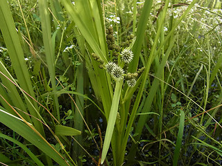 Sparganium erectum