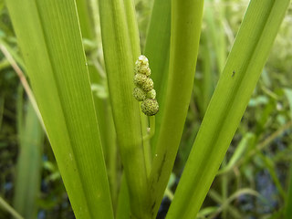 Sparganium erectum