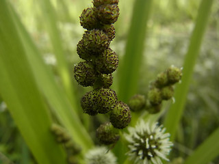 Sparganium erectum