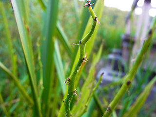 Sparganium erectum