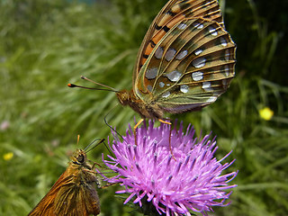 Speyeria aglaja