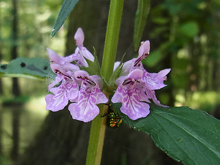 Stachys palustris