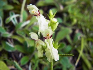 Stachys recta