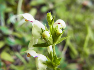 Stachys recta