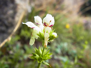 Stachys recta