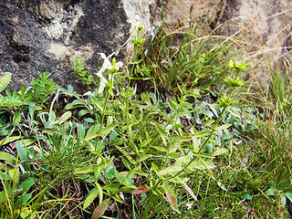 Stachys recta