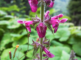 Stachys sylvatica