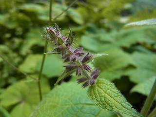 Stachys sylvatica