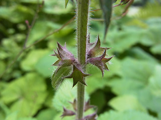 Stachys sylvatica