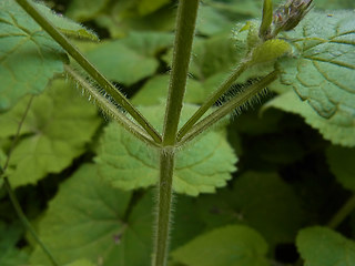 Stachys sylvatica