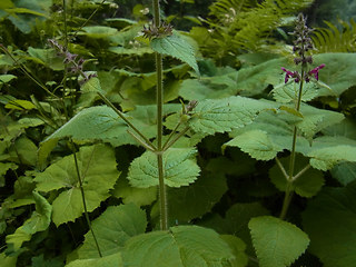 Stachys sylvatica