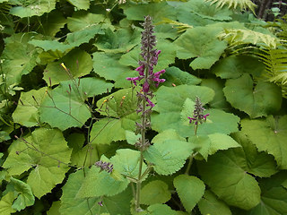 Stachys sylvatica