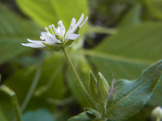 Stellaria aquatica