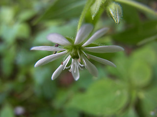 Stellaria aquatica