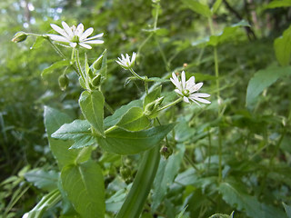 Stellaria aquatica