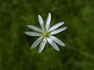 Stellaria graminea