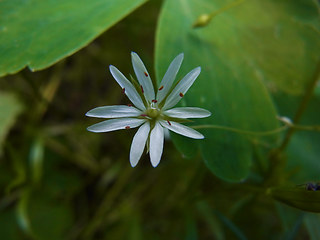 Stellaria graminea