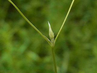 Stellaria graminea