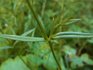 Stellaria graminea