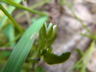 Stellaria media