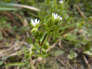 Stellaria media