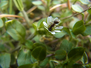 Stellaria media