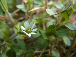 Stellaria media