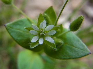 Stellaria media