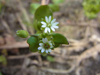 Stellaria media