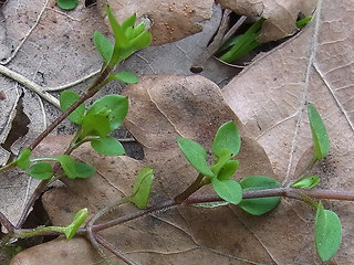 Stellaria media