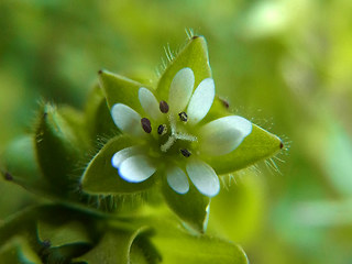 Stellaria media