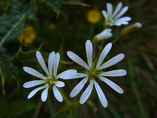 Stellaria nemorum