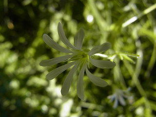 Stellaria nemorum