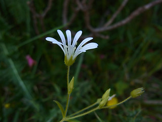 Stellaria nemorum