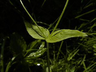 Stellaria nemorum