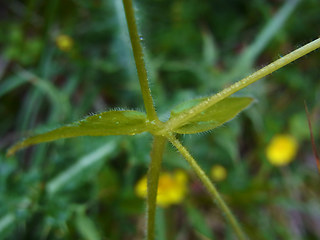 Stellaria nemorum