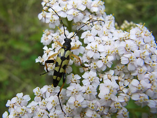 Strangalia maculata