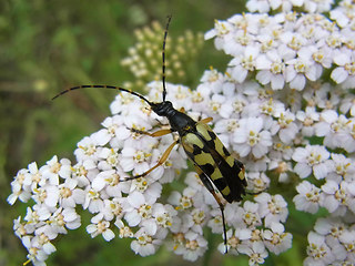 Strangalia maculata