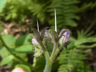 Symphytum officinale