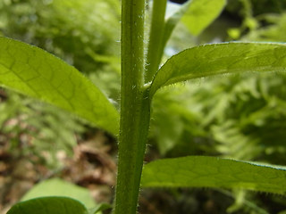 Symphytum officinale