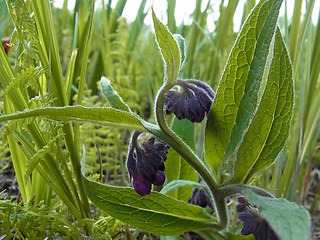 Symphytum officinale