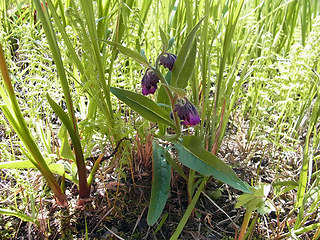 Symphytum officinale