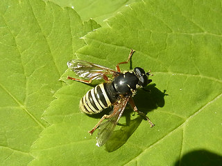 Syrphidae 