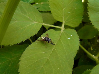 Syrphidae 