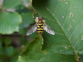 Syrphus ribesii