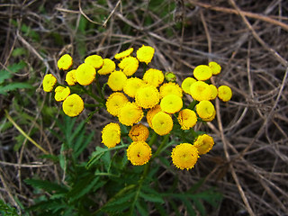 Tanacetum vulgare