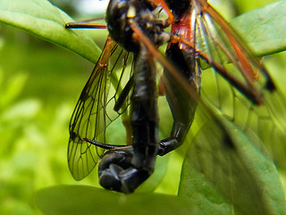 Tanyptera atrata